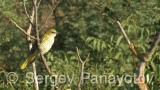 Video of Golden oriole - Golden oriole on the top of the tree near to its nest